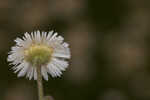 Oakleaf fleabane